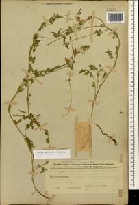 Lotus corniculatus subsp. corniculatus, Кавказ, Азербайджан (K6) (Азербайджан)