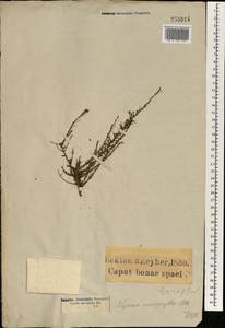 Jamesbrittenia microphylla (L. fil.) O.M. Hilliard, Африка (AFR) (ЮАР)
