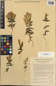 Gentianella austriaca (A. & J. Kern.) Holub, Западная Европа (EUR) (Австрия)