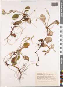 Antennaria parlinii Fernald, Америка (AMER) (США)