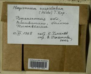 Plagiomnium cuspidatum (Hedw.) T.J. Kop., Гербарий мохообразных, Мхи - Центральное Черноземье (B10) (Россия)