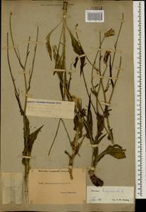 Pseudopodospermum tauricum (M. Bieb.) Vasjukov & Saksonov, Кавказ, Дагестан (K2) (Россия)