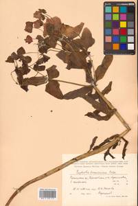 Euphorbia hylonoma Hand.-Mazz., Сибирь, Дальний Восток (S6) (Россия)