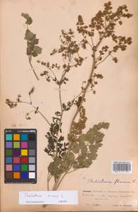 Bасилисник малый L., Восточная Европа, Восточный район (E10) (Россия)