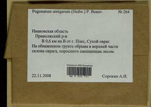 Pogonatum urnigerum (Hedw.) P. Beauv., Гербарий мохообразных, Мхи - Центральное Нечерноземье (B6) (Россия)
