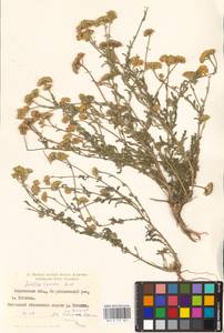 Тысячелистник тонколистный M. Bieb., Восточная Европа, Южно-Украинский район (E12) (Украина)