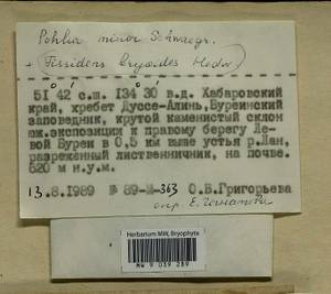 Fissidens bryoides Hedw., Гербарий мохообразных, Мхи - Дальний Восток (без Чукотки и Камчатки) (B20) (Россия)