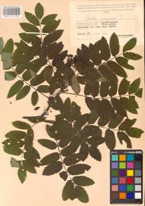 Рябина обыкновенная L., Восточная Европа, Западный район (E3) (Россия)