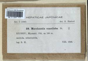 Marchantia papillata subsp. grossibarba (Steph.) Bischl., Гербарий мохообразных, Мхи - Азия (вне границ бывшего СССР) (BAs) (Япония)