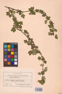 Смородина альпийская L., Восточная Европа, Западно-Украинский район (E13) (Украина)