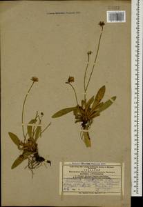 Pilosella hypeurya (Peter) Soják, Кавказ, Азербайджан (K6) (Азербайджан)