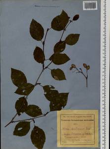 Ольховник кустарниковый, Ольха кустарниковая (Rupr.) Raus, Сибирь, Алтай и Саяны (S2) (Россия)