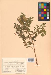 Копеечник копеечниковый (L.) Schinz & Thell., Сибирь, Дальний Восток (S6) (Россия)