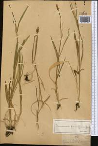 Козелец мелкоцветковый Jacq., Средняя Азия и Казахстан, Джунгарский Алатау и Тарбагатай (M5) (Казахстан)