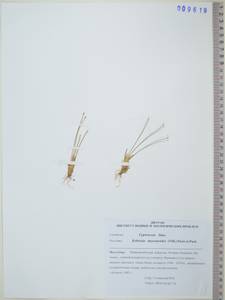 KHA9619, Carex myosuroides Vill., Сибирь, Дальний Восток (S6) (Россия)