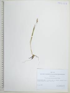 Koeleria subalpestris (Hartm.) Barberá, Quintanar, Soreng & P.M.Peterson, Сибирь, Дальний Восток (S6) (Россия)