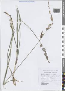 Арктополевица широколистная (R.Br.) Griseb., Сибирь, Западная Сибирь (S1) (Россия)