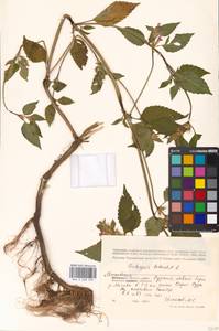 Пикульник обыкновенный L., Восточная Европа, Московская область и Москва (E4a) (Россия)