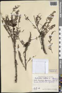 Emblica officinalis Gaertn., Зарубежная Азия (ASIA) (КНР)