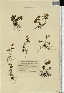 Ranunculus demissus DC., Восточная Европа, Нижневолжский район (E9) (Россия)