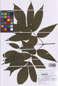 Бузина красная, Бузина кистевидная L., Восточная Европа, Московская область и Москва (E4a) (Россия)