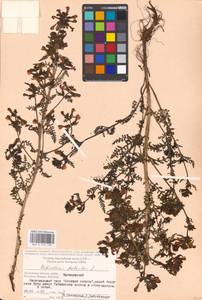 Мытник болотный L., Восточная Европа, Московская область и Москва (E4a) (Россия)