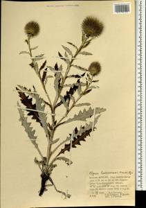 Olgaea lomonossowii (Trautv.) Iljin, Монголия (MONG) (Монголия)