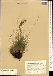 Овсяница овечья L., Кавказ, Южная Осетия (K4b) (Южная Осетия)