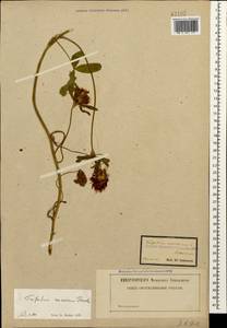 Trifolium ochroleucon subsp. ochroleucon, Кавказ (без точных местонахождений) (K0)