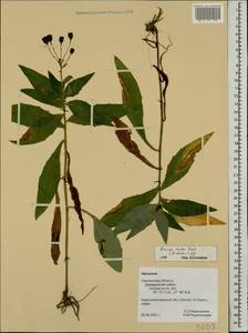 Hieracium sabaudum subsp. sabaudum, Восточная Европа, Западный район (E3) (Россия)