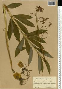 Лилия саранка L., Восточная Европа, Западно-Украинский район (E13) (Украина)