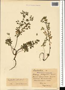 Молочай прямой, Молочай торчащий L., Кавказ, Абхазия (K4a) (Абхазия)