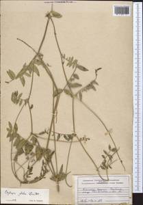 Остролодочник голый DC., Средняя Азия и Казахстан, Джунгарский Алатау и Тарбагатай (M5) (Казахстан)