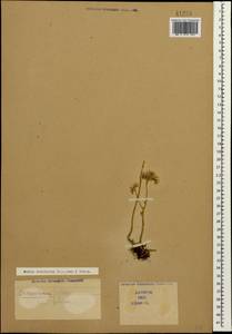 Petrosedum subulatum (C. A. Mey.) Afferni, Кавказ (без точных местонахождений) (K0)
