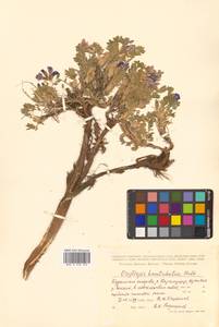 Остролодочник камчатский Hultén, Сибирь, Дальний Восток (S6) (Россия)