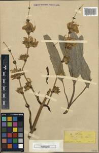 Salvia chionantha Boiss., Зарубежная Азия (ASIA) (Турция)