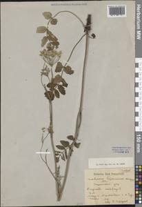 Бедренец камнеломковый, Бедренец-камнеломка L., Сибирь, Западная Сибирь (S1) (Россия)