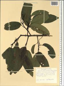 Pygeum africanum Hook. fil., Африка (AFR) (Эфиопия)