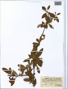 Magnoliopsida, Африка (AFR) (Эфиопия)