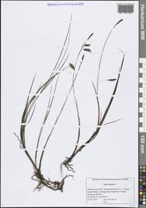 Осока топяная L., Восточная Европа, Северный район (E1) (Россия)