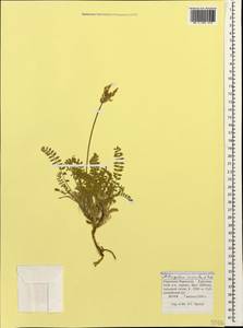 Астрагал неопределенный Ledeb., Кавказ, Ставропольский край, Карачаево-Черкесия, Кабардино-Балкария (K1b) (Россия)