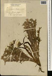 Taraxacum platycarpum subsp. hondoense (Nakai ex H. Koidz.) T. Morita, Зарубежная Азия (ASIA) (Япония)