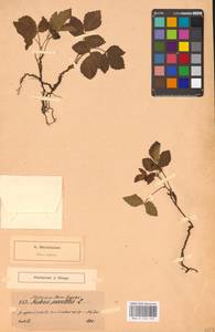 Костяника каменистая L., Восточная Европа, Северо-Западный район (E2) (Россия)