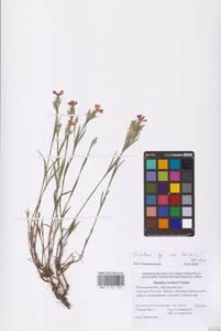 Гвоздика, Восточная Европа, Ростовская область (E12a) (Россия)