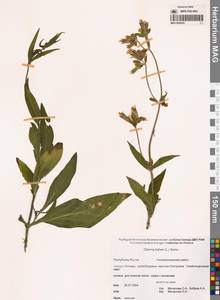 Смолевка обыкновенная L., Сибирь, Якутия (S5) (Россия)