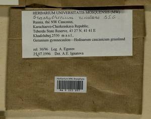 Brachythecium rivulare Schimp., Гербарий мохообразных, Мхи - Северный Кавказ и Предкавказье (B12) (Россия)