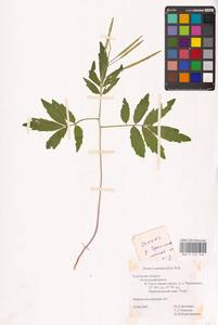 Сердечник пятилистный (M.Bieb.) Schmalh., Восточная Европа, Центральный район (E4) (Россия)