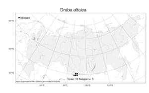Draba altaica, Крупка алтайская (C.A.Mey.) Bunge, Атлас флоры России (FLORUS) (Россия)