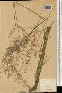 Poaceae, Зарубежная Азия (ASIA) (КНР)