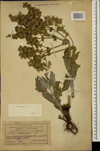 Шалфей эфиопский L., Кавказ, Азербайджан (K6) (Азербайджан)